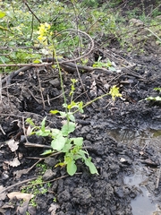Brassicaceae