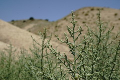 Kalidium foliatum