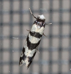 Lepidoscia characota