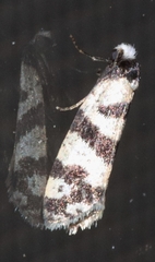 Lepidoscia characota