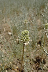 Allium affine