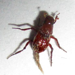 Paracorythoderus marshalli