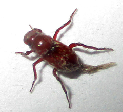 Paracorythoderus marshalli