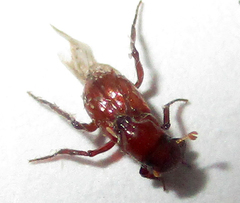 Paracorythoderus marshalli