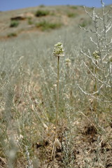 Allium affine