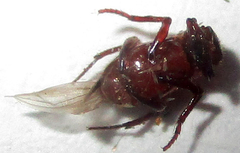Paracorythoderus marshalli