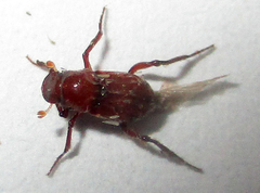 Paracorythoderus marshalli