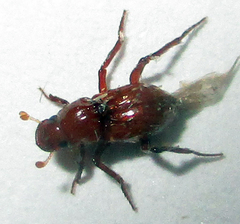 Paracorythoderus marshalli