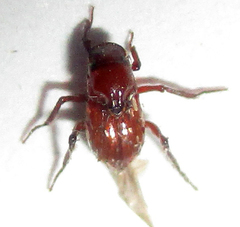 Paracorythoderus marshalli