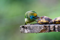 Psilopogon flavifrons