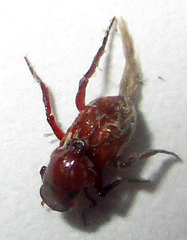 Paracorythoderus marshalli