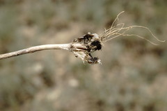 Allium affine
