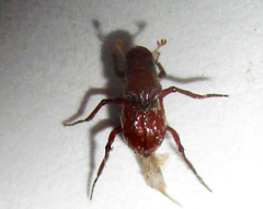 Paracorythoderus marshalli