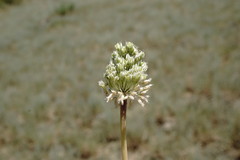 Allium affine