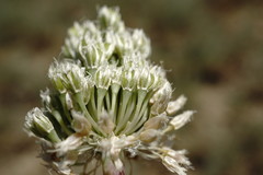 Allium affine