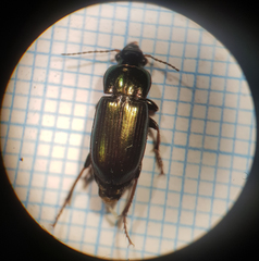 Harpalus distinguendus