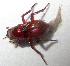 Paracorythoderus marshalli