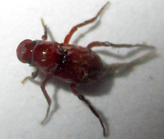 Paracorythoderus marshalli