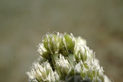 Allium affine