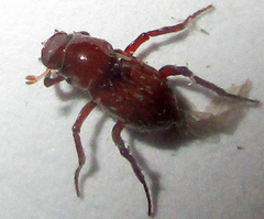 Paracorythoderus marshalli