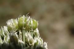 Allium affine