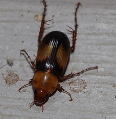 Phyllotocus bimaculatus