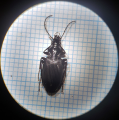 Limodromus assimilis