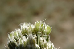 Allium affine