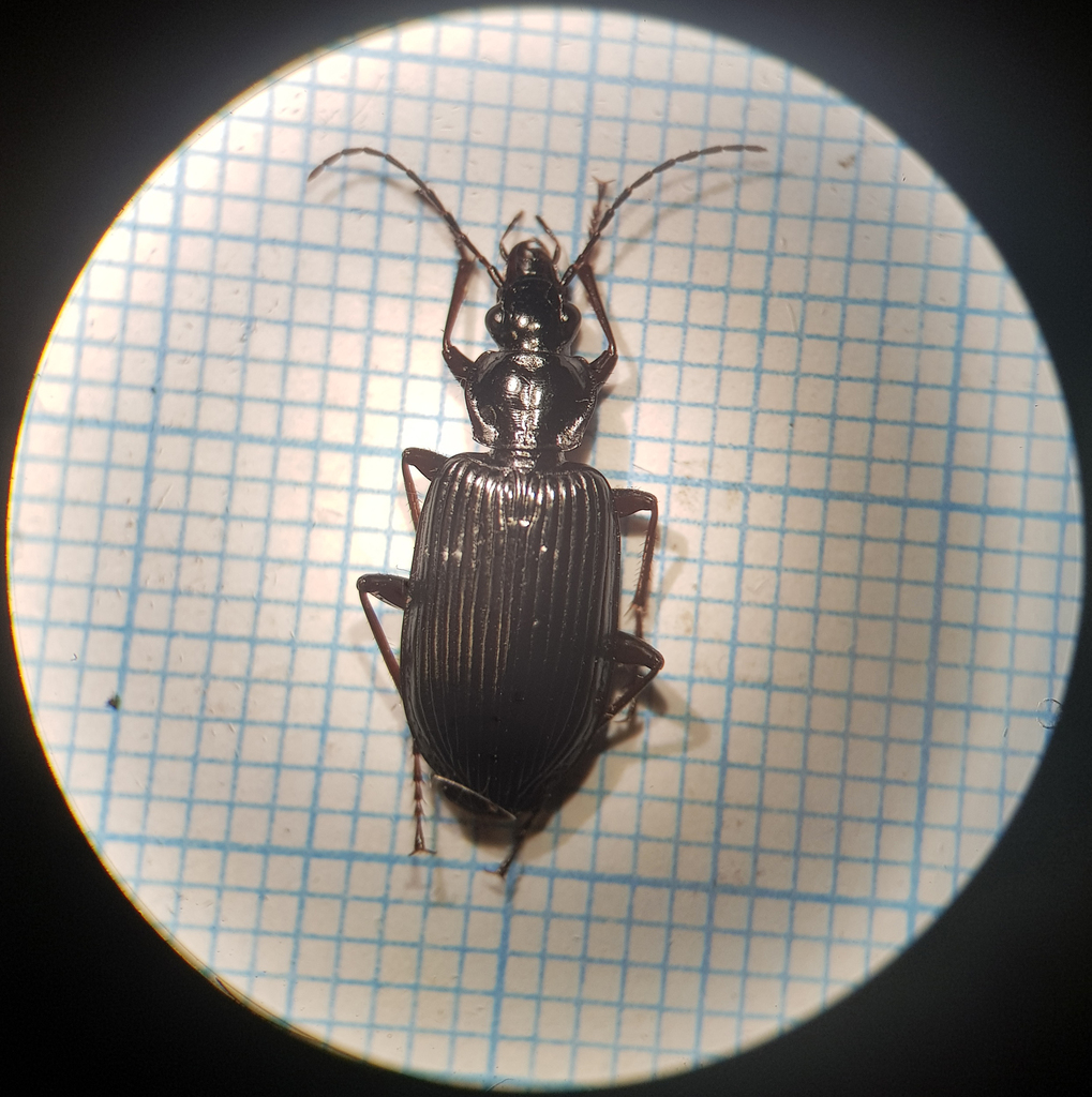Limodromus longiventris