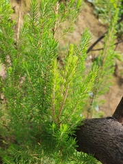 Erica arborea
