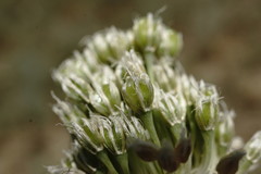Allium affine