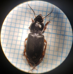 Harpalus rufipes