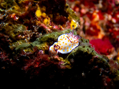 Goniobranchus annulatus