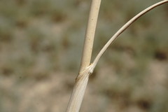 Allium affine
