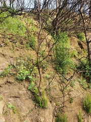 Erica arborea