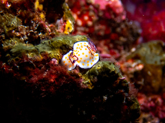 Goniobranchus annulatus