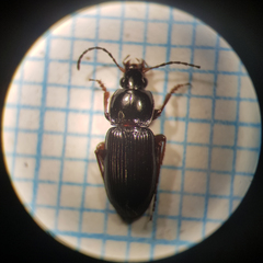Pterostichus vernalis