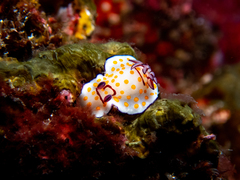 Goniobranchus annulatus