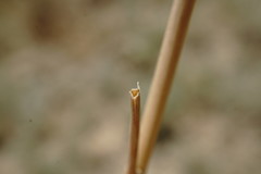 Allium affine