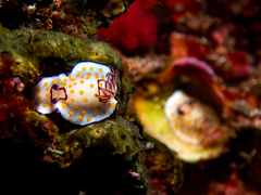 Goniobranchus annulatus