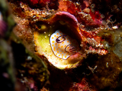 Goniobranchus annulatus