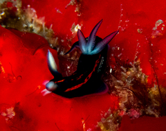 Roboastra gracilis