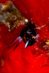 Roboastra gracilis