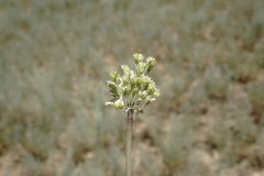 Allium affine