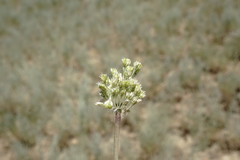 Allium affine