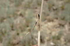 Allium affine