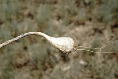 Allium affine