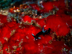 Roboastra gracilis
