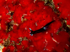 Roboastra gracilis