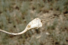 Allium affine